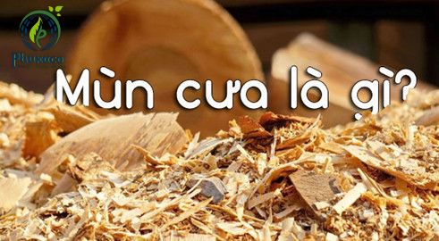 THU MUA MÙN CƯA, DĂM BÀO GIÁ CAO TẠI BÌNH DƯƠNG