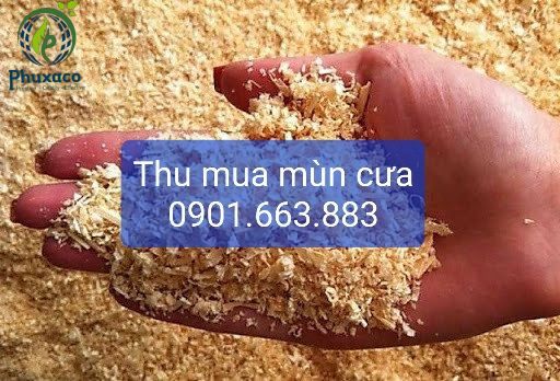 THU MUA MÙN CƯA, DĂM BÀO GIÁ CAO TẠI BÌNH DƯƠNG